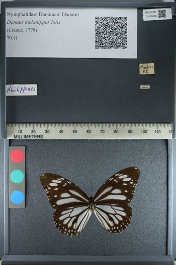 Media type: image;   Entomology 165688